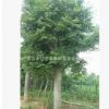 山東樸樹批發 新品種植多種規格樸樹 貨源充足景觀綠化樸樹