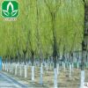 基地供應(yīng)綠化苗木垂柳 護坡 垂柳樹苗 綠化工程 庭院專用