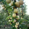 基地大量批發(fā)李子樹 金山李子 脆紅李 清脆李保品種 規(guī)格全
