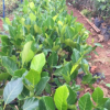 菠蘿蜜苗 果樹苗 菠蘿苗 基地直銷