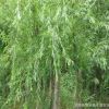 基地批發(fā)綠化苗木垂柳小苗 行道樹垂柳樹苗 園林綠化柳樹苗