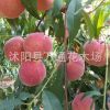 秋彤桃樹苗 晚熟桃苗 9月中下旬桃樹品種 新品種個(gè)大離核晚熟