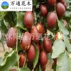 國(guó)光大棗苗 直銷棗樹苗 紅棗樹苗 嫁接果樹苗 掛果多 苗圃苗 嫁接
