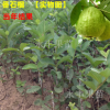 果樹苗 果苗 四季珍珠番石榴 種植當年結(jié)果
