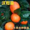 新品種 柑橘苗 果苗 沃柑苗 晚熟品種