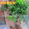 果苗 果樹苗 儲良龍眼苗 石硤龍眼苗 嫁接 正品批發(fā)
