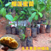 果苗 榴蓮蜜苗 馬來西亞引進(jìn) 榴蓮味的菠蘿蜜 南方種植