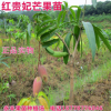 果苗 果樹苗 芒果苗 紅貴妃金煌芒 臺農(nóng)一號 正品