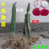 果苗 紅心火龍果苗 白心火龍果 果實甜 高產(chǎn)