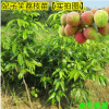 果樹苗 果苗 荔枝苗 妃子笑荔枝苗 成熟早 正品保證