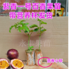 廣西 百香果苗 雞蛋果 紫香一號百香果苗(西番蓮) 種植當(dāng)年結(jié)果