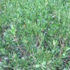 高桿衛(wèi)矛球 規(guī)格齊全 價(jià)格合理