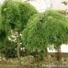 龍抓槐樹苗批發園林綠化苗木精品造型樹龍爪槐苗 行道觀葉植物