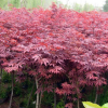 基地出售優質彩葉樹，紅楓，日本紅楓，規格3-15，量大優惠