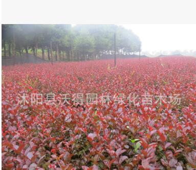 綠化苗木 彩葉喬木 新品種美國(guó)三紅紫薇 紅葉紫薇苗