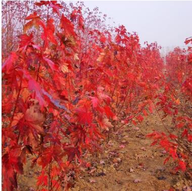 供應(yīng) 綠化苗木 扦插小苗 美國(guó)紅楓-秋火焰紅楓苗 紅花槭 秋焰槭