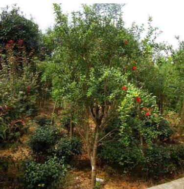 供應(yīng)綠化苗木-桂花，臘梅，花石榴，國(guó)樹，垂柳