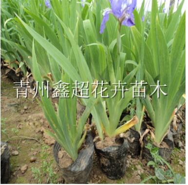 水生鳶尾 藍花鳶尾現(xiàn)貨供應(yīng) 濕地綠化宿根花卉