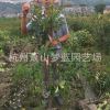 紅葉石楠籬笆苗 高度70-200公分 園藝 庭院 花鏡 品種 規格 齊全