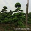 庭院異型配景觀賞樹造型羅漢松 樹形優美 基地直銷