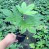 湖南農戶現貨批發成活率高發棵快生長旺盛的灌木八角金盤營養杯