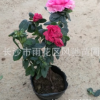 湖南農戶現貨批發成活率高發棵快生長旺盛的灌木西洋杜鵑營養杯