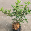 湖南農戶批發成活率高發棵快生長旺盛的綠化各種地被灌木營養杯