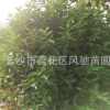 湖南農戶直銷1.2米高法國冬青適合于城市作綠籬或園景叢植