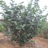 專業種植供應各種規格綠化工程紫荊 叢生紫荊 叢生紫荊樹苗