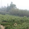 華山松移栽種植需要事項(xiàng) 榕澤合作社專業(yè)供應(yīng)華山松價(jià)格實(shí)惠
