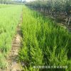 1-2年龍柏大量供應(yīng) 常綠型龍柏價(jià)格實(shí)惠 帶土球發(fā)貨