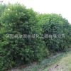 優質烏桕樹苗 園林綠化工程苗木烏桕苗 規格齊全 行道風景樹
