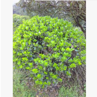 基地?zé)徜N(xiāo)四季青冬青大葉黃楊金邊四季青工程綠化灌木批發(fā)