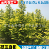 金葉水杉 小區 公園 園林綠化植物 工程綠化大喬木濕地彩化苗