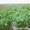 批發(fā)水生植物 再力花 再力花苗 水竹芋苗 水體綠化 濕地綠化