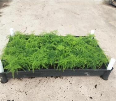 廣州花卉基地直供優(yōu)質(zhì)文竹苗客廳室內(nèi)盆栽綠植花卉觀葉植物可水培