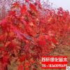 美國(guó)紅楓樹苗 行道樹綠化苗木 秋火焰日本紅楓 常綠喬木紅楓樹苗