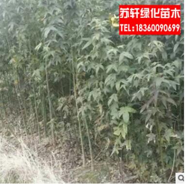 綠化小苗 行道樹 青楓樹苗 規格齊全 工程綠化