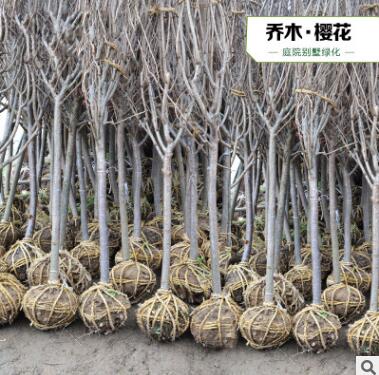 櫻花樹 日本櫻花樹苗 日本晚櫻 櫻花小苗 晚櫻綠化苗木常綠喬木