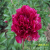 芍藥黑海波濤 菏澤牡丹基地批發優質綠化苗木保真保活保售后