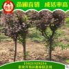 自產自銷優質紫葉李 現貨直銷出售規格齊全紫葉李 高成活率紫葉李