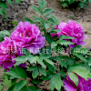 綠植盆栽牡丹苗基地預(yù)售國色天香牡丹花苗春季開花三年苗