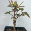 批發(fā)花卉盆栽觀賞牡丹苗桌面擺件小型牡丹苗花色齊全