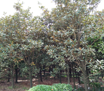 湖南長沙樂慧苗圃供應常綠喬木廣玉蘭15-20-25苗木園林綠化行道樹