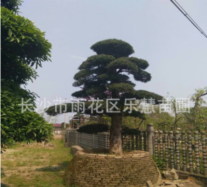 湖南樂慧苗圃供應造型羅漢松 庭院景觀樹木 羅漢松樁 園林植物