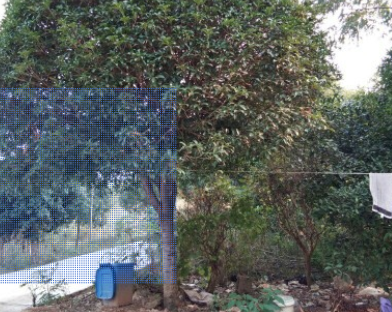 八月桂花樹大桂花樹優價供應胸徑15到20公分的價額園林苗木行道樹