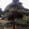 8-10-12--15-20-25公分造型羅漢松樹(shù)樁盆景出售常綠風(fēng)景樹(shù)苗木
