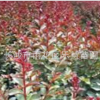 湖南長(zhǎng)沙樂(lè)慧苗圃供應(yīng)紫薇樹(shù)苗木園林綠化苗木紫薇樹(shù)樁直銷(xiāo)基地