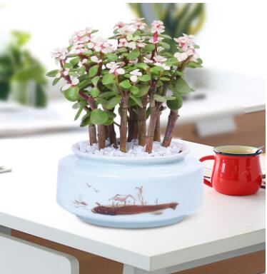 金枝玉葉多肉不斷四季開花卉觀花植物常青盆栽室內帶花苞好養(yǎng)的花