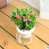 海棠花花卉觀花盆栽水培植物室內重瓣長壽花水養(yǎng)客廳四季金枝玉葉